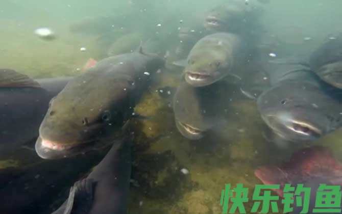 哲罗鲑
