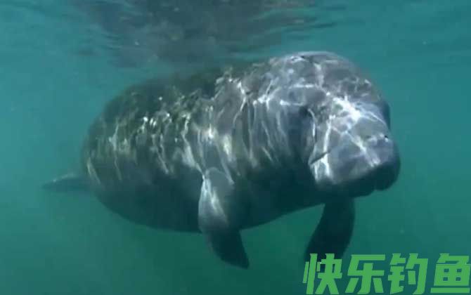 海牛