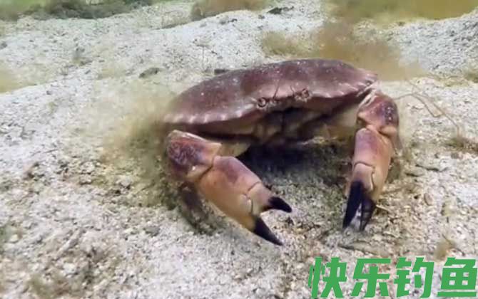 面包蟹