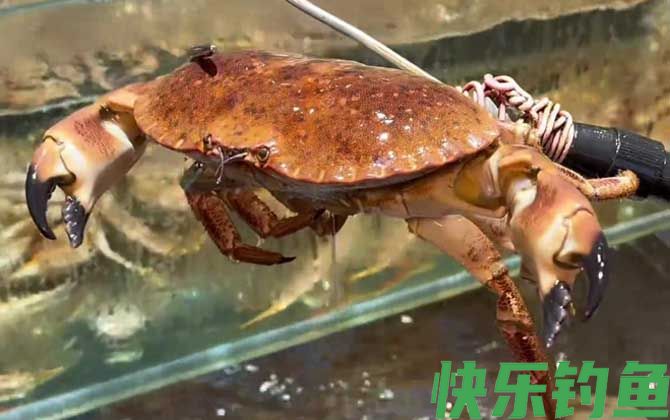 面包蟹