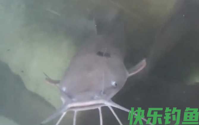 鲶鱼