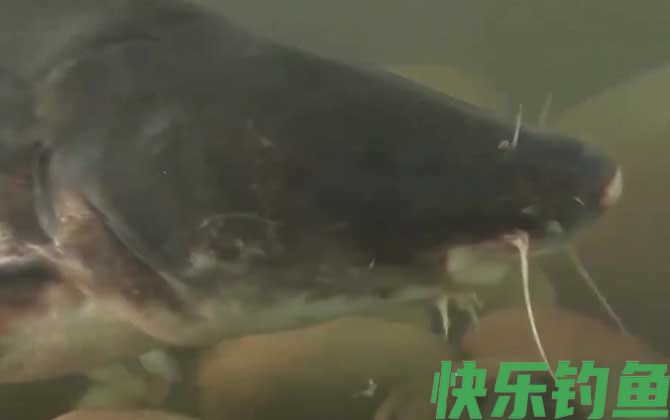 鮰鱼