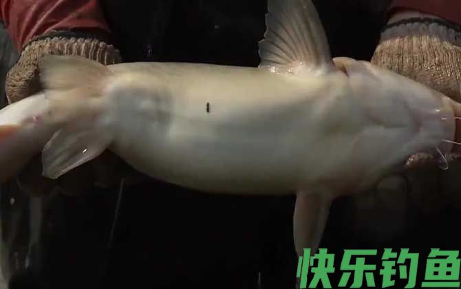 鮰鱼