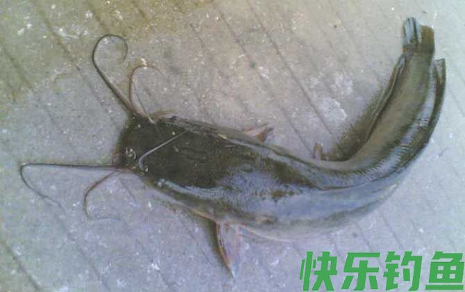 鲶鱼