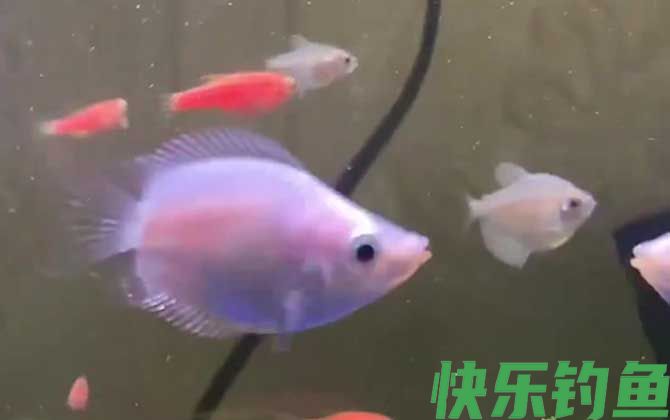 热带鱼