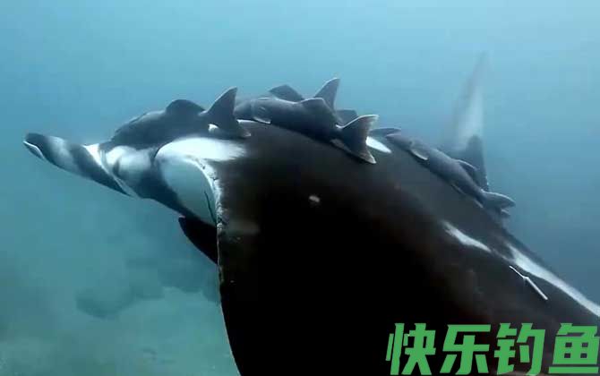 吸盘鱼