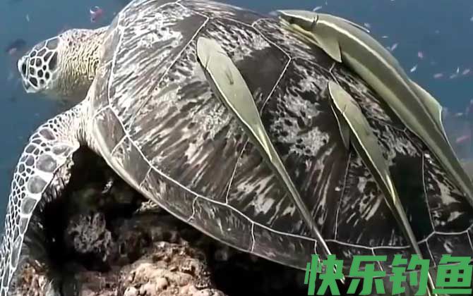 吸盘鱼