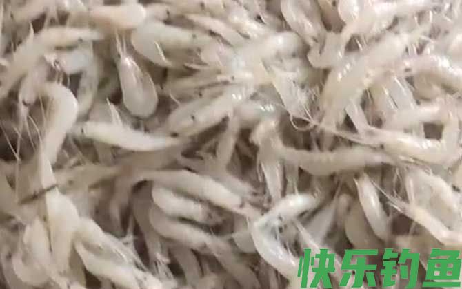 白虾