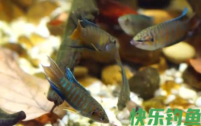 中国斗鱼