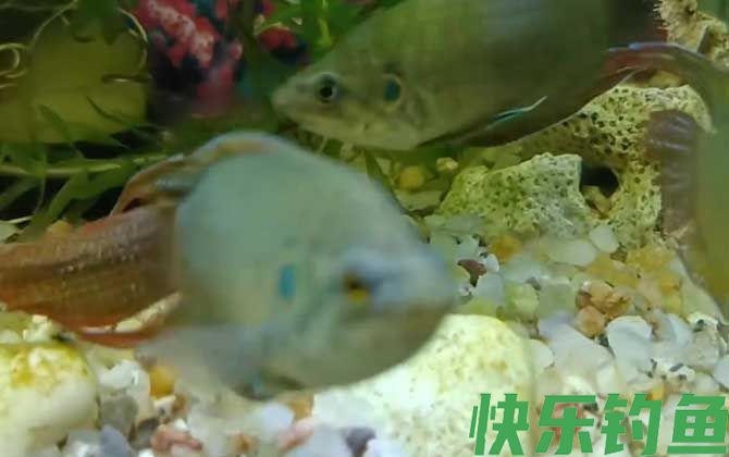 中国斗鱼