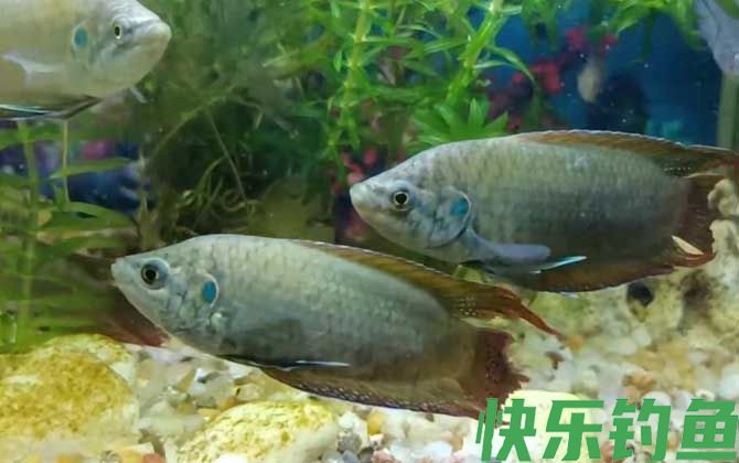 中国斗鱼