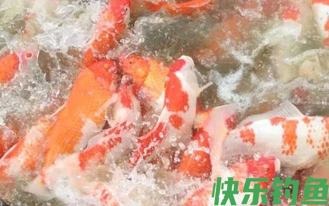 锦鲤