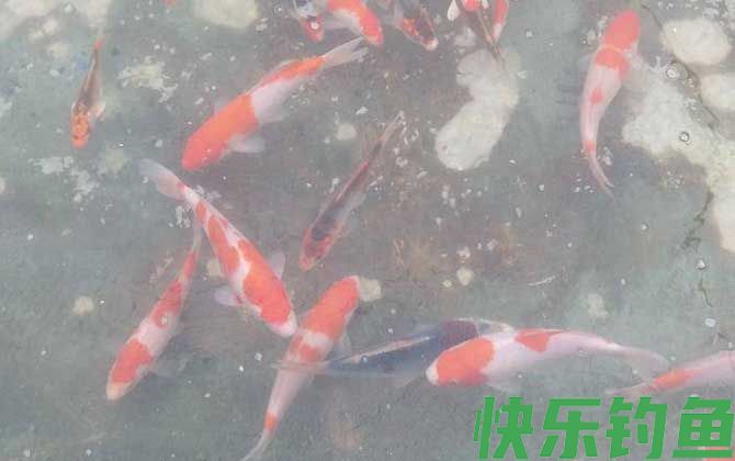 锦鲤