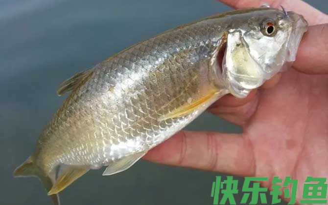马口鱼