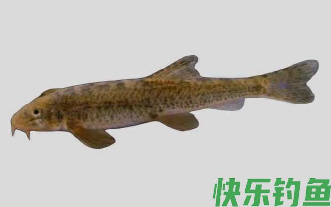 硬刺高原鳅