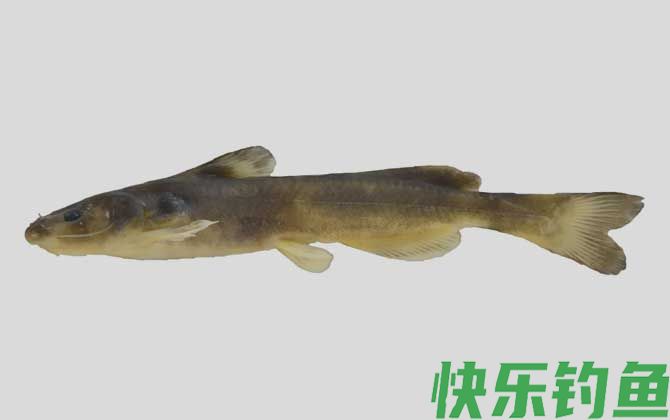 细体拟鲿