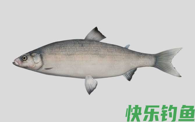 楚德白鲑