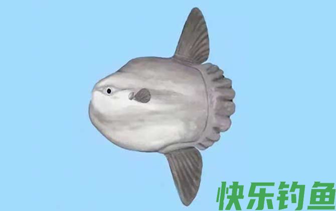 翻车鲀