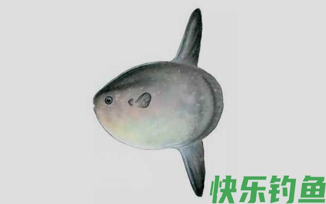 翻车鲀