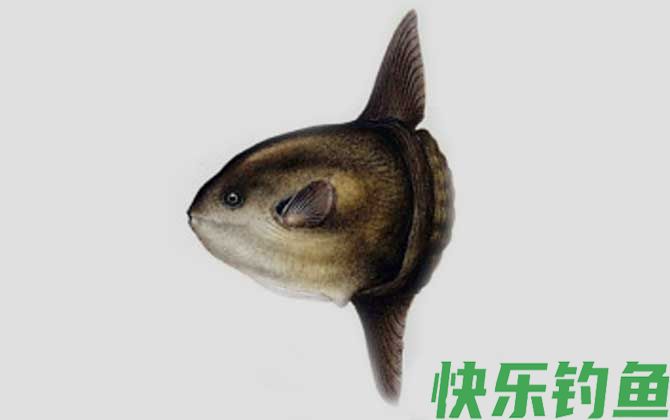翻车鲀