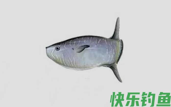 翻车鲀