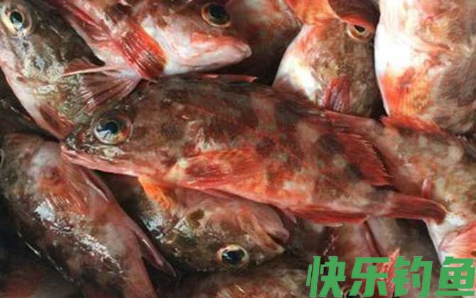 红biubiu鱼