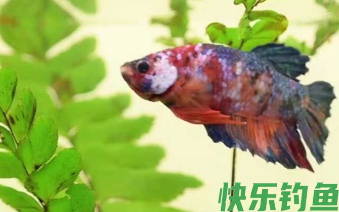 新鱼