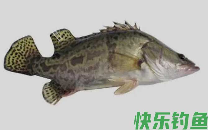 麻鳜