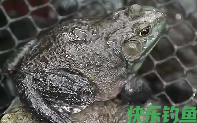 牛蛙