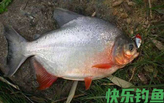 红鲳鱼