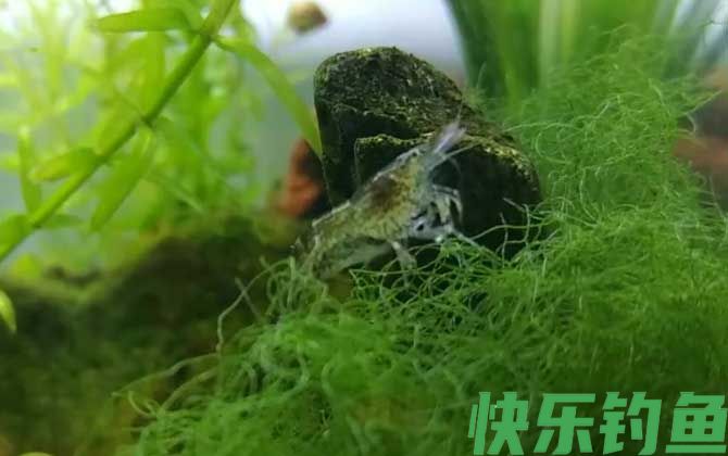 黑壳虾