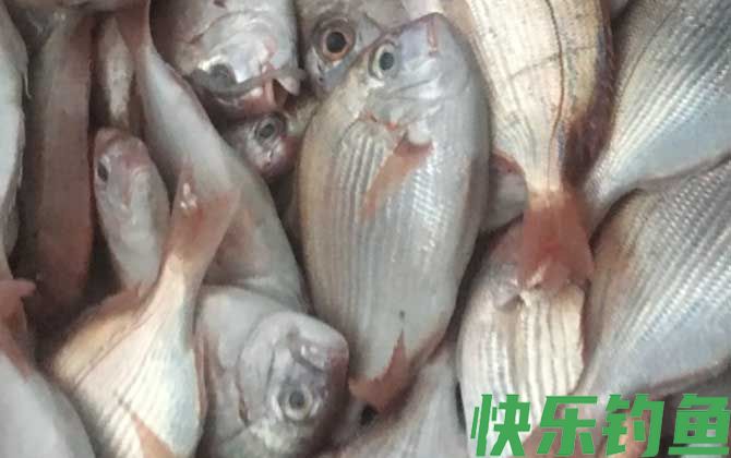 鲷鱼