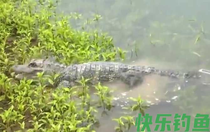 扬子鳄