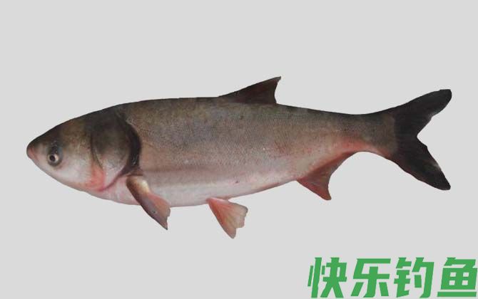 大鳞鲢
