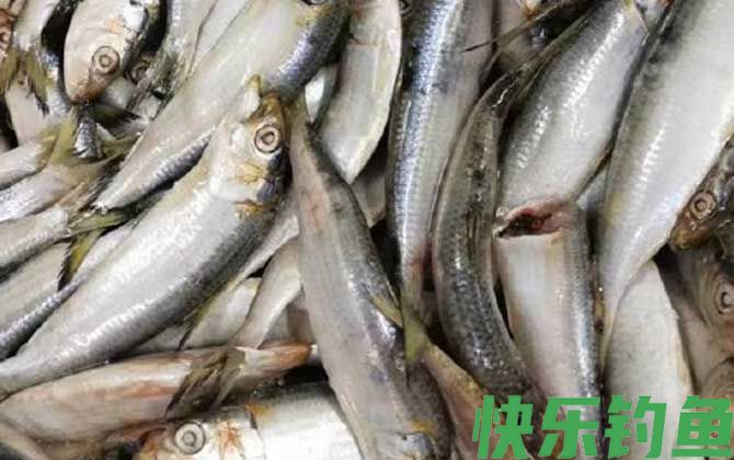 沙丁鱼