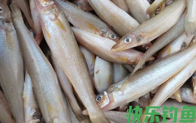 沙丁鱼