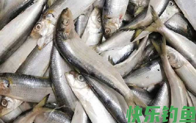 沙丁鱼