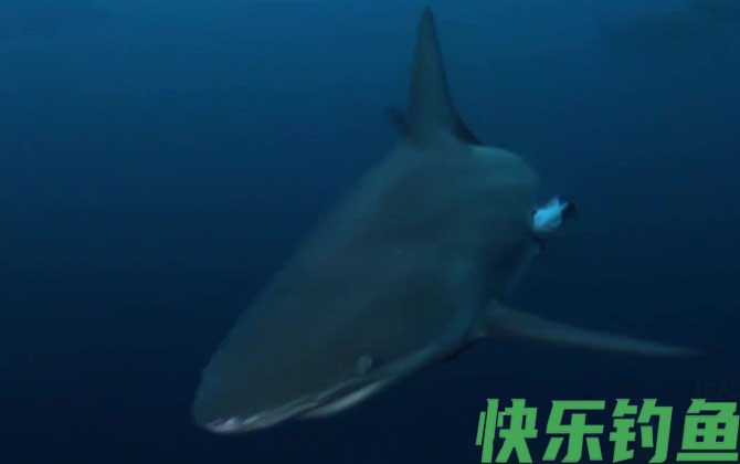 鲨鱼