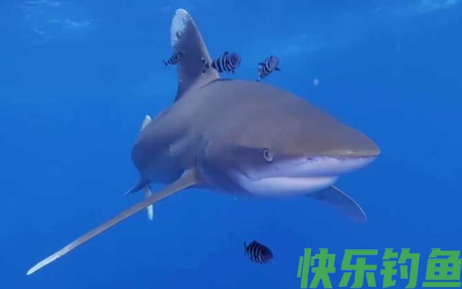 鲨鱼