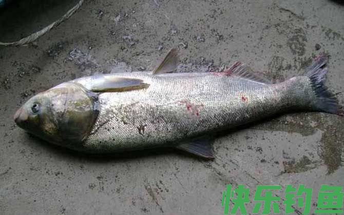 鳙鱼