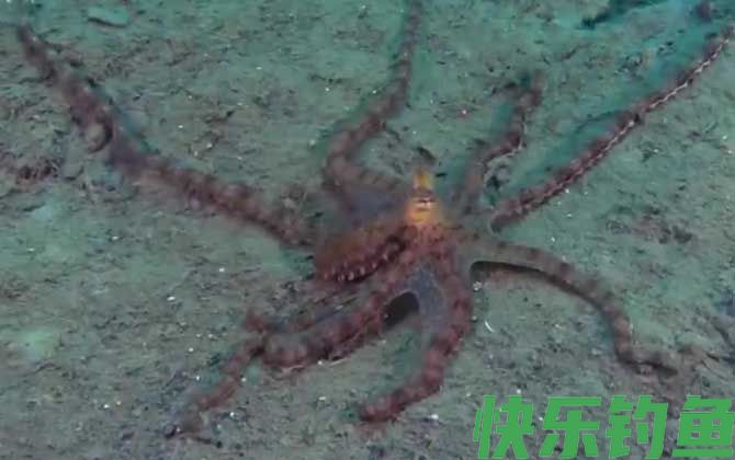 拟态章鱼