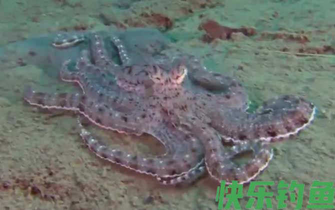 拟态章鱼