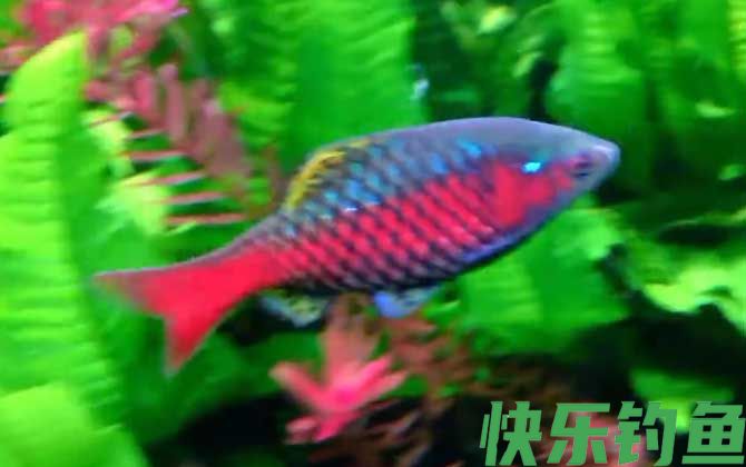 钻石彩虹鲫