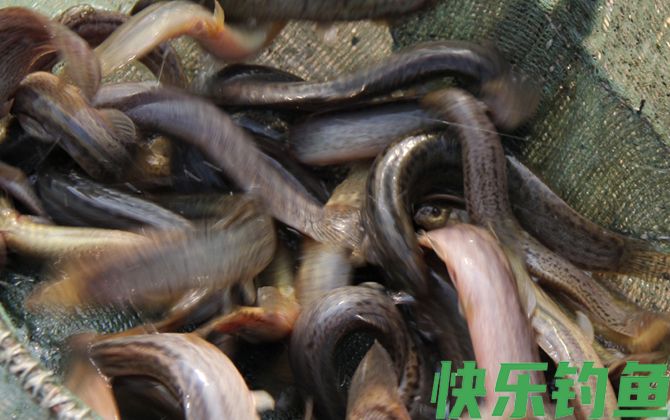 泥鳅养殖