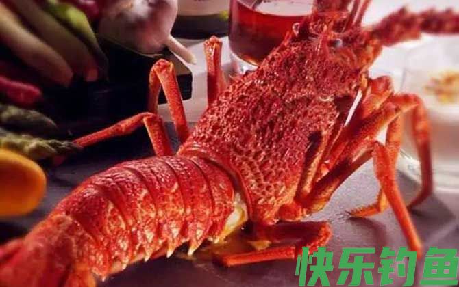 澳洲龙虾