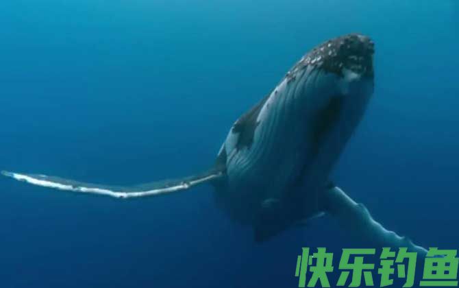 座头鲸