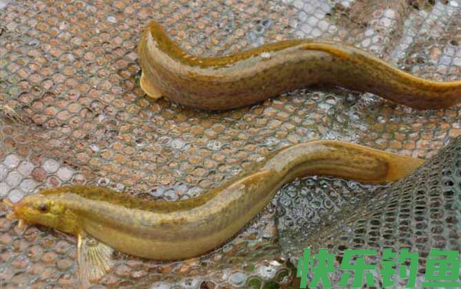 泥鳅