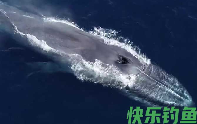 蓝鲸