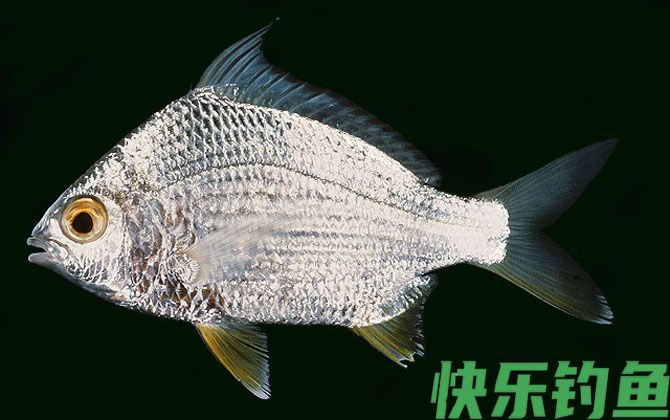 银鲈