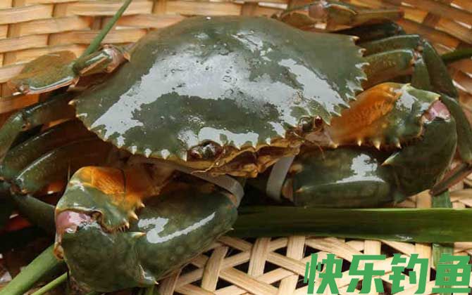 青蟹